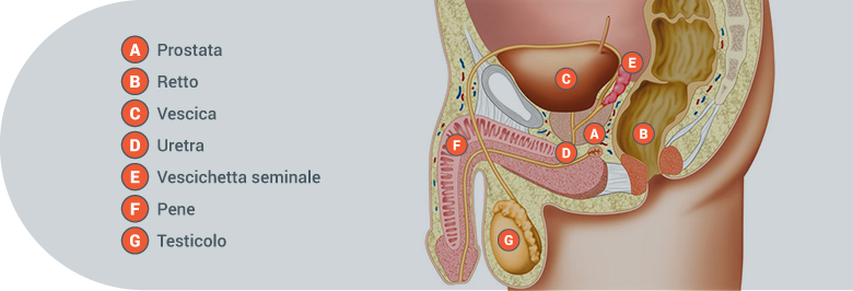 Apparato urinario maschile